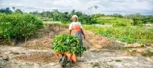 Production agricole plus verte en Afrique de l'ouest @ Agence Française de Développement