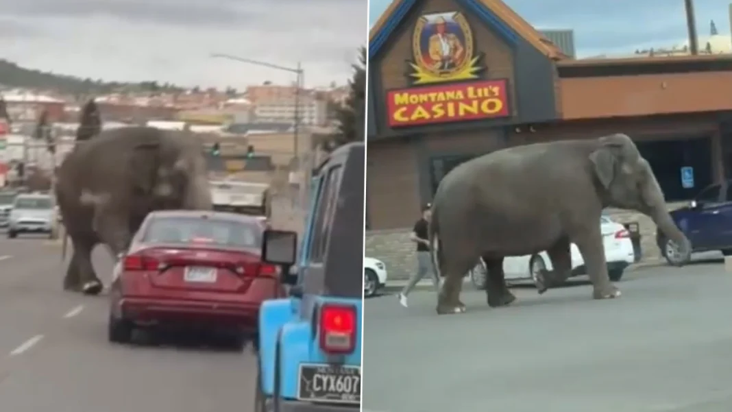 États-Unis : un éléphant s’échappe de son cirque et sème la zizanie sur la route