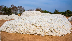 Coton du Bénin