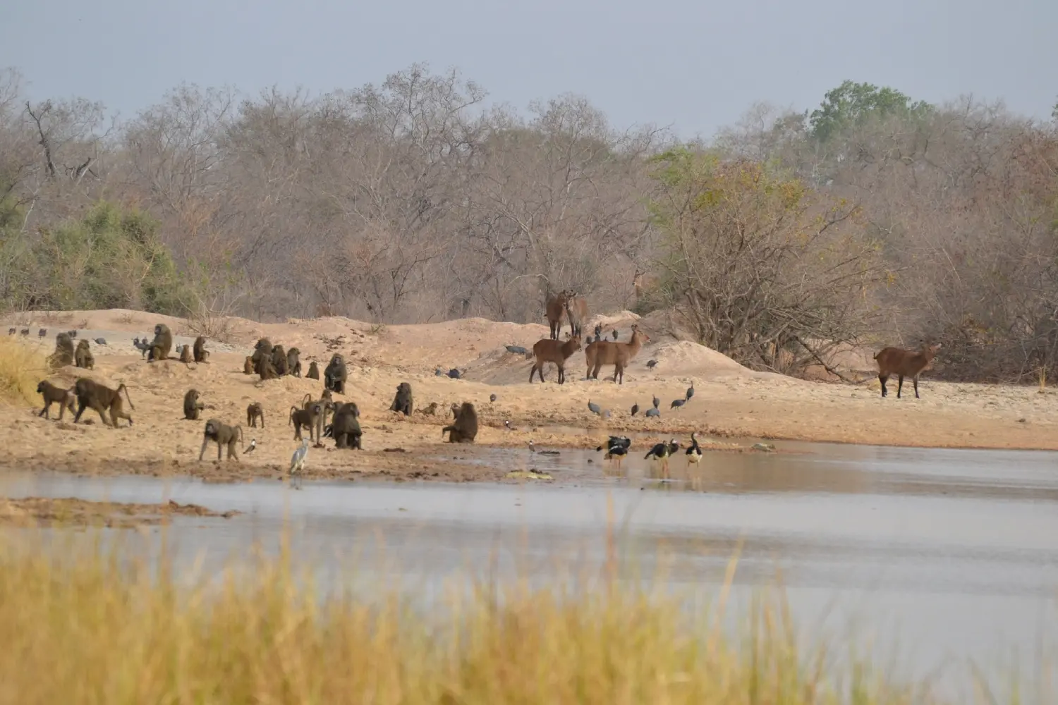 Parc de la Pendjari au Bénin