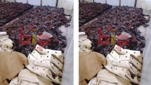 deDes poulets en putréfaction dans une poissonnerie @Bip radio
