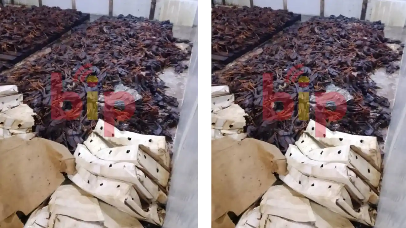 deDes poulets en putréfaction dans une poissonnerie @Bip radio