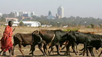 Kenya : le bétail presque détruit par la sécheresse, des éleveurs à bout