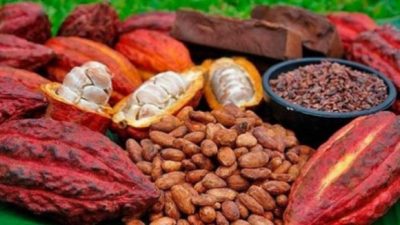 Chute des cours du caf&eacute; et du cacao : au Togo, l&rsquo;inqui&eacute;tude monte, les acteurs se concertent