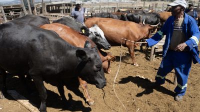 Bétail en Afrique du Sud