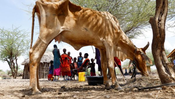Le Kenya fait face à sa pire sécheresse depuis 1981