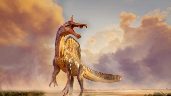 Niger: découverte d’un nouveau type de dinosaure Spinosaurus qui vivait il y a 95 millions d’années