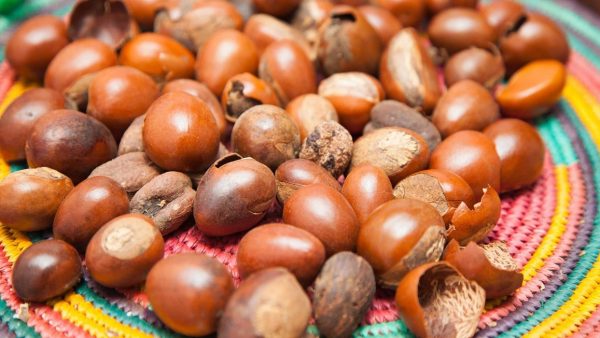 Le Ghana lance un projet de pôle industriel pour la transformation du karité