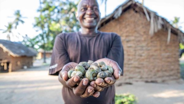 La production ivoirienne a franchi les 1,5 million de tonnes en