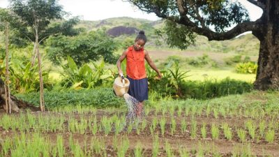 Le Burkina Faso crée la Société Faso-Agropôle pour structurer ses pôles de produ