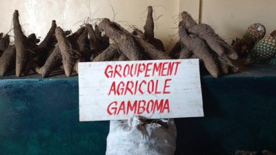 Congo-Brazzaville: malgré des avancées, les agriculteurs se sentent abandonnés - Afrique économie