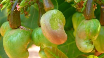 Côte d'Ivoire: le prix du kilo de noix de cajou en légère baisse pour la campagne de commercialisation 2026