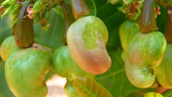 Côte d'Ivoire: le prix du kilo de noix de cajou en légère baisse pour la campagne de commercialisation 2026