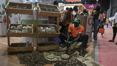 Côte d’Ivoire: le régulateur de la filière de l’anacarde prolonge des mesures pour sécuriser le secteur