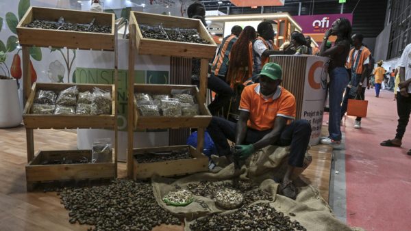 Côte d’Ivoire: le régulateur de la filière de l’anacarde prolonge des mesures pour sécuriser le secteur