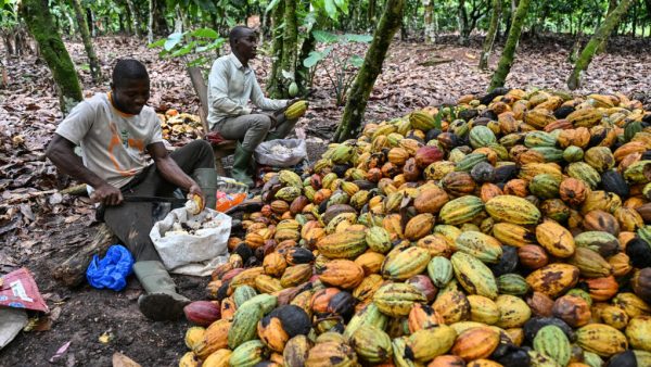 La Côte d’Ivoire avance le début de sa campagne de commercialisation en raison des prix à la tonne