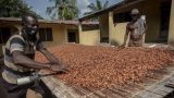 Crise du cacao: comment le Ghana tente de gérer l'effondrement des cours mondiaux