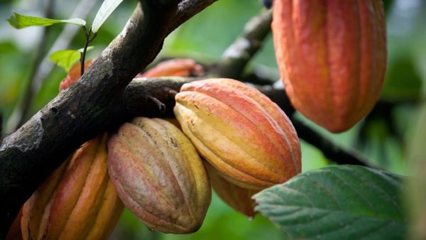 Un nouveau calendrier pour relancer les achats et fluidifi