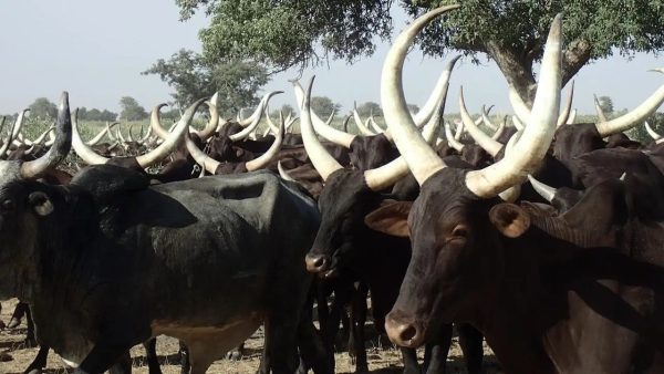 Près de 3 milliards FCFA mobilisés pour sécuriser le cheptel et r