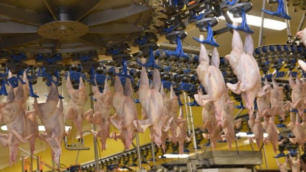 Les exportations de viande de volaille de la Russie vers l’Afrique ont triplé en
