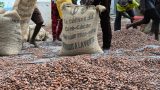 Le prix du cacao chute de 57% à 1 200 FCFA/kg pour la campagne i