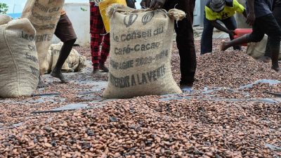 Le prix du cacao chute de 57% à 1 200 FCFA/kg pour la campagne i
