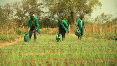 Bénin : trois écoles de formation agricole bientôt construites à Bassila, Ouessè et Zè