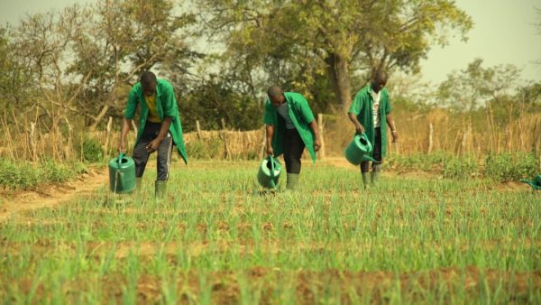 Bénin : trois écoles de formation agricole bientôt construites à Bassila, Ouessè et Zè