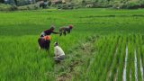 Madagascar: un scandale d'État autour des semences contaminées révélé par la Cour des comptes