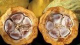 Côte d'Ivoire plusieurs tonnes de cacao bloquées dans les magasins