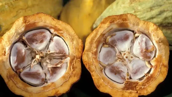 Côte d'Ivoire plusieurs tonnes de cacao bloquées dans les magasins