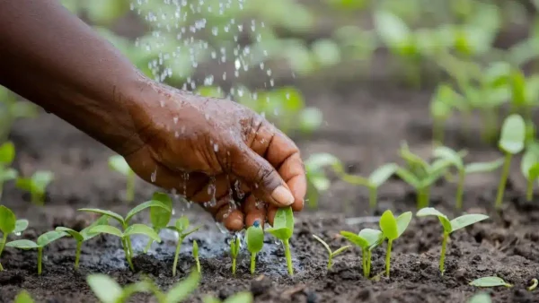 Côte d'Ivoire vers une exonération totale sur les engrais