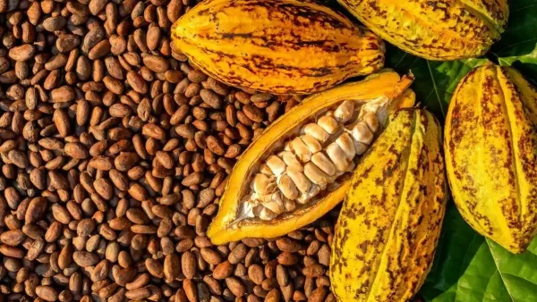 Crise du cacao en Côte d'Ivoire la tension monte, le Synapci s'impose