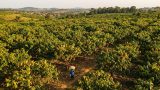 Crise cacao Côte d'Ivoire 2026 : analyse complète
