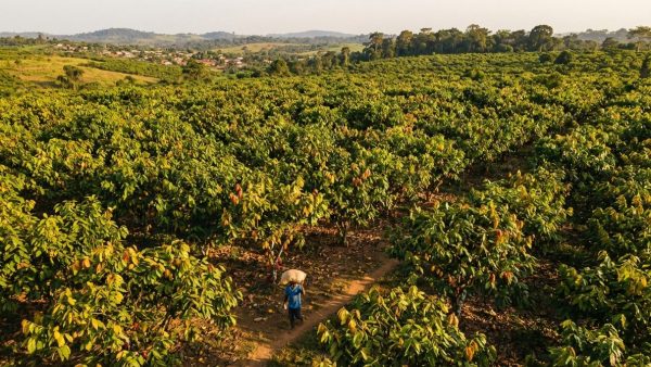 Crise cacao Côte d'Ivoire 2026 : analyse complète