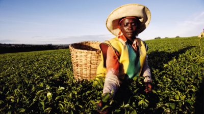 Kenya: près de 8000 tonnes de thé bloquées à Mombasa en raison de la guerre au Moyen-Orient