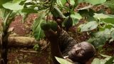 Les exportations d'avocats du Kenya, victimes collatérales de la guerre au Moyen-Orient - Chronique des matières premières