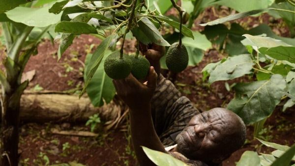 Les exportations d'avocats du Kenya, victimes collatérales de la guerre au Moyen-Orient - Chronique des matières premières