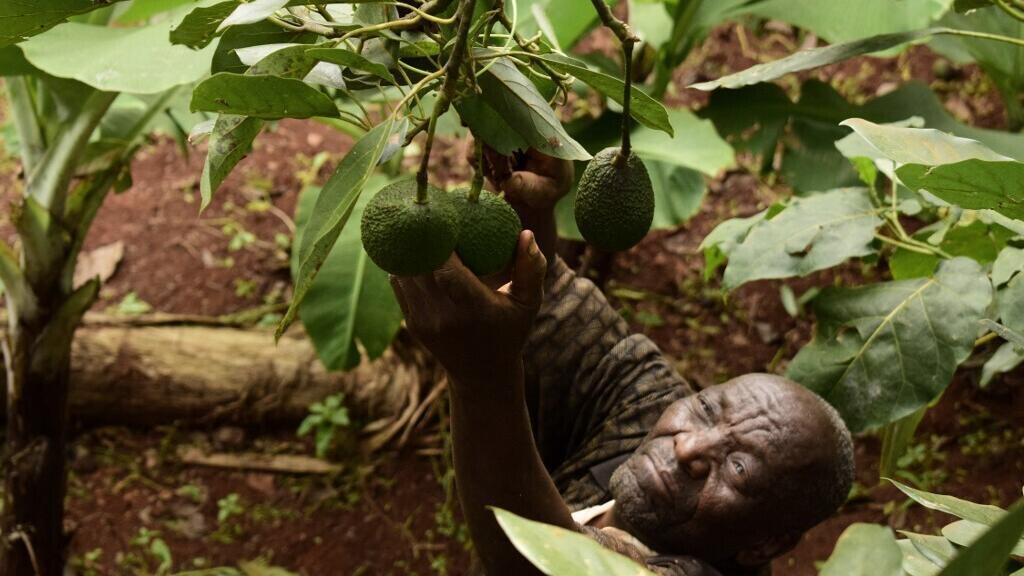 Les exportations d'avocats du Kenya, victimes collatérales de la guerre au Moyen-Orient - Chronique des matières premières