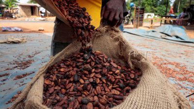 Côte d’Ivoire: 23 000 tonnes de cacao résiduel enlevées après les plaintes de planteurs