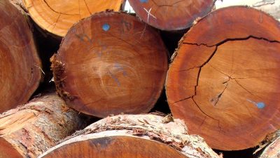 Lancement d'un inventaire national du Kevazingo pour capter un gisement