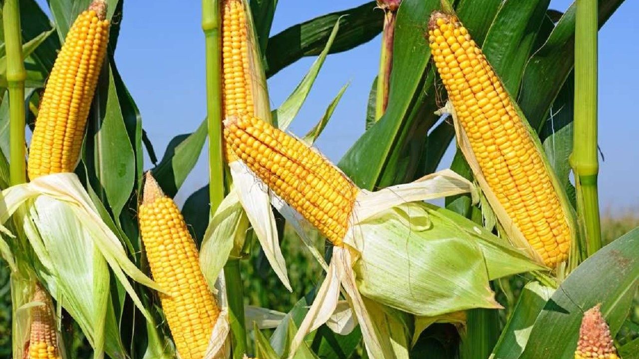 Plus de 164 milliards FCFA mobilisés pour sécuriser la campagne agricole