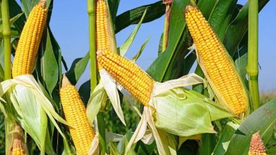 Plus de 164 milliards FCFA mobilisés pour sécuriser la campagne agricole