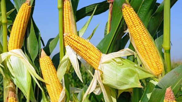 Plus de 164 milliards FCFA mobilisés pour sécuriser la campagne agricole