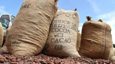 Côte d'Ivoire 757 sacs de cacao volés, le réseau démantelé par la BRI