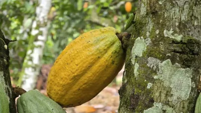 Côte d'Ivoire des réformes majeures annoncées dans la gestion de la filière cacao