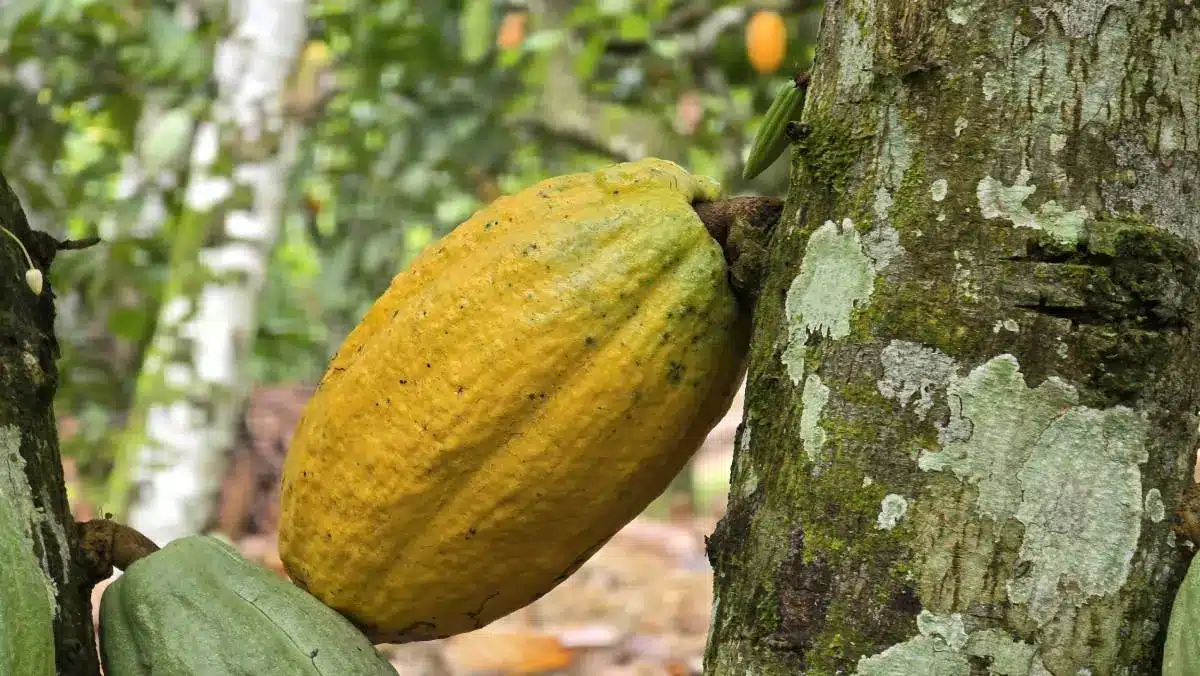 Côte d'Ivoire des réformes majeures annoncées dans la gestion de la filière cacao