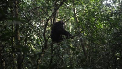 En Ouganda, une «guerre civile» entre chimpanzés fait rage depuis des années et intrigue les chercheurs