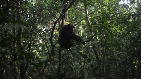 En Ouganda, une «guerre civile» entre chimpanzés fait rage depuis des années et intrigue les chercheurs