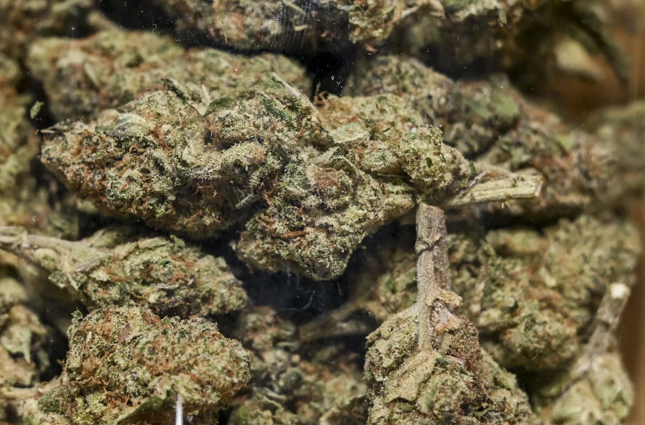 Cannabis